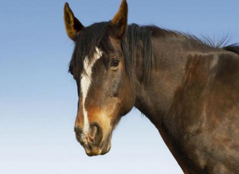 paard urne crematie dierencrematorium